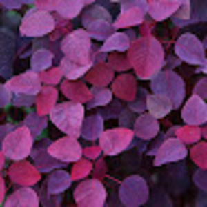 Meet your Posher, Tania